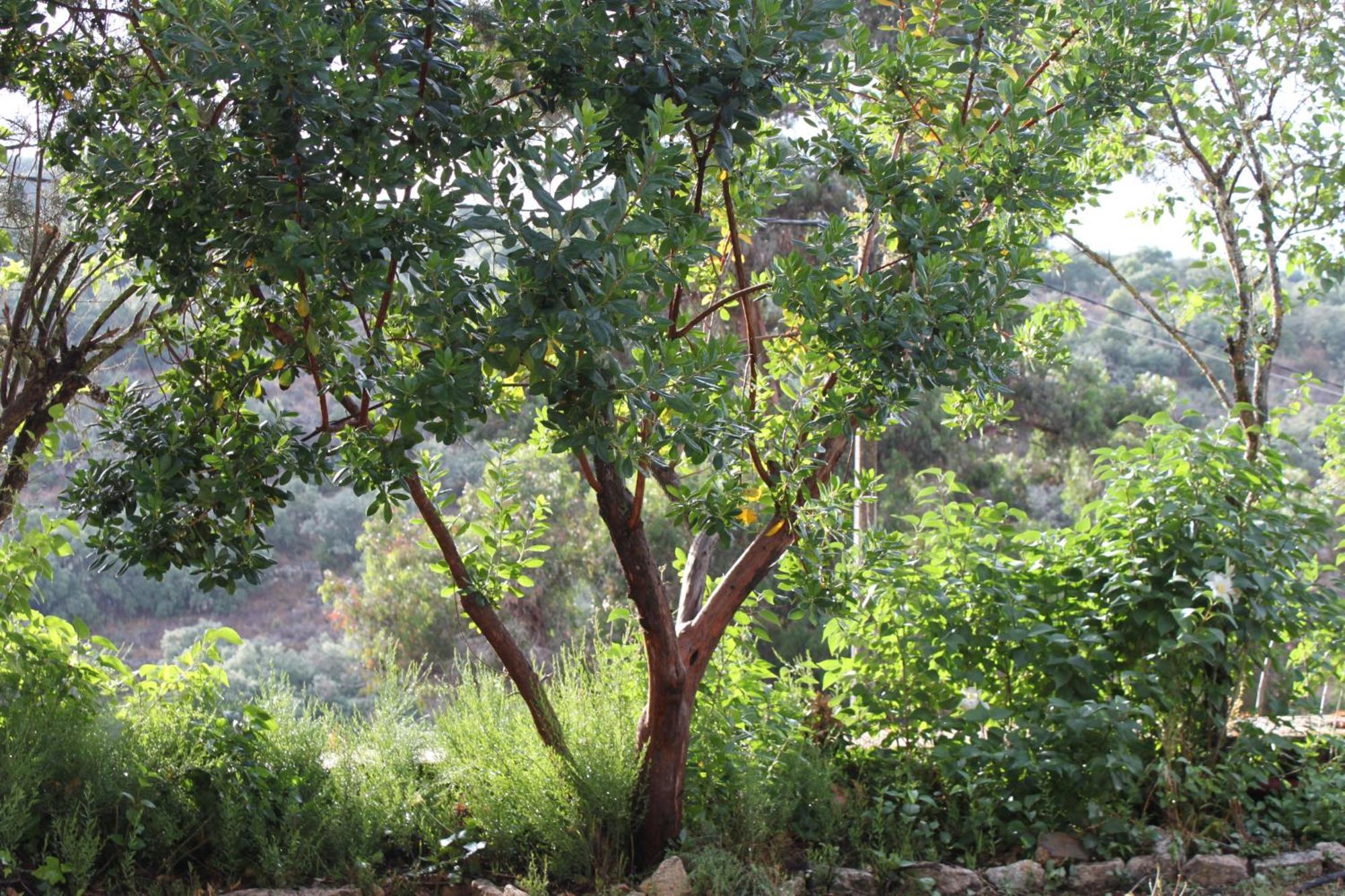Casa Rural Camino De Hierro I Y II La Fregeneda Bagian luar foto